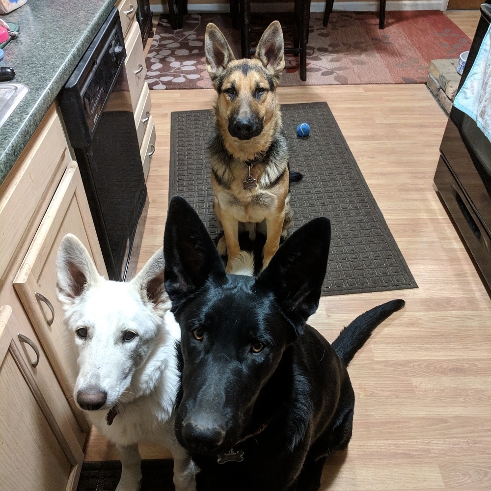 Meet your Posher, Darcie